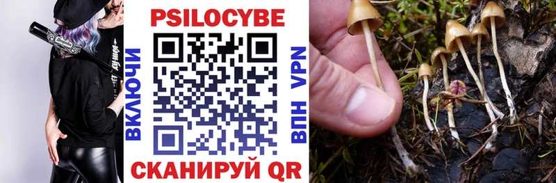 где найти Николаевск Галлюциногенные грибы Cubensis